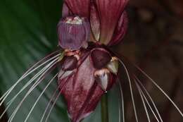 Sivun Tacca integrifolia Ker Gawl. kuva