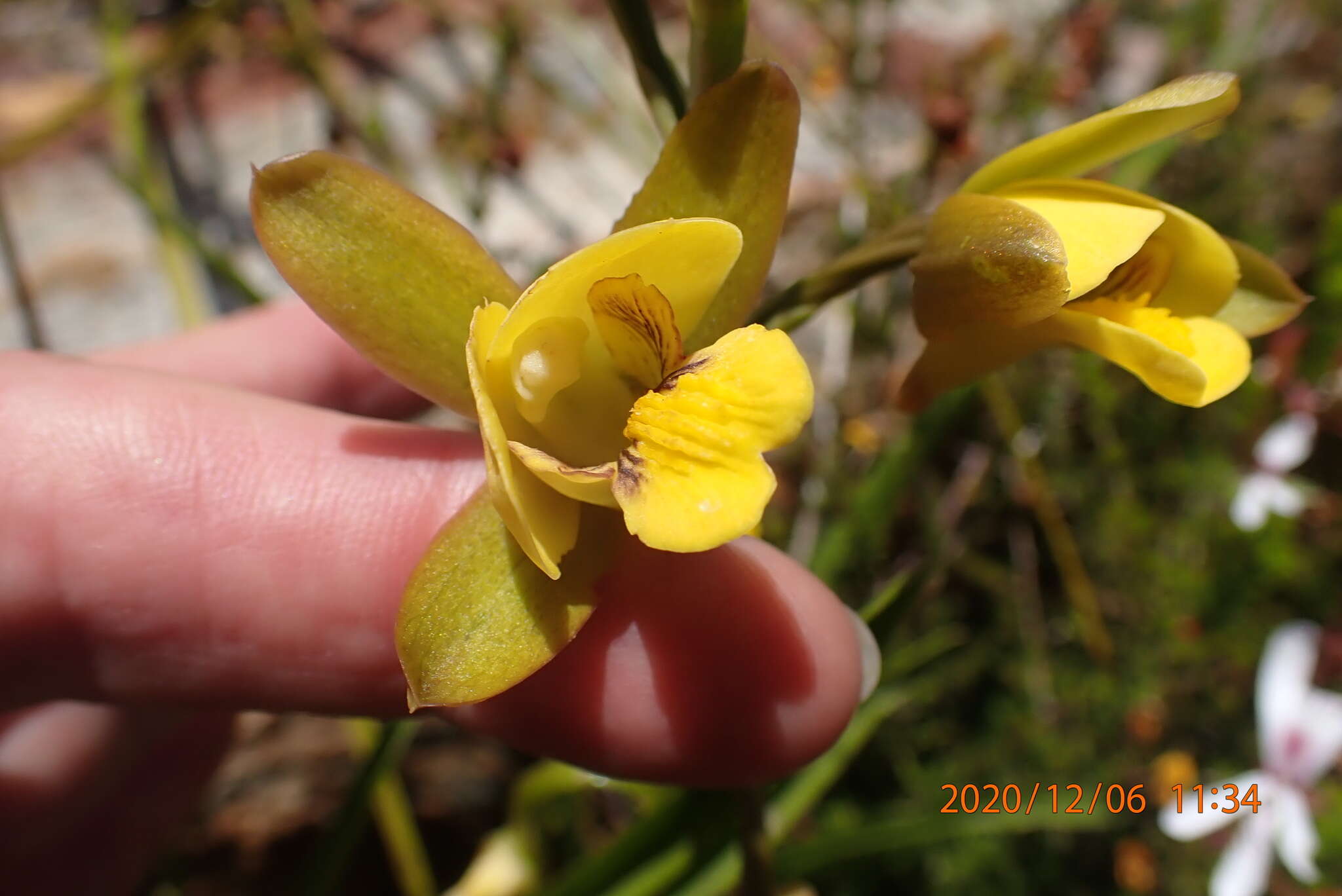 Eulophia platypetala Lindl.的圖片