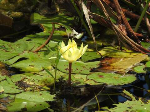 Image of yellow waterlily