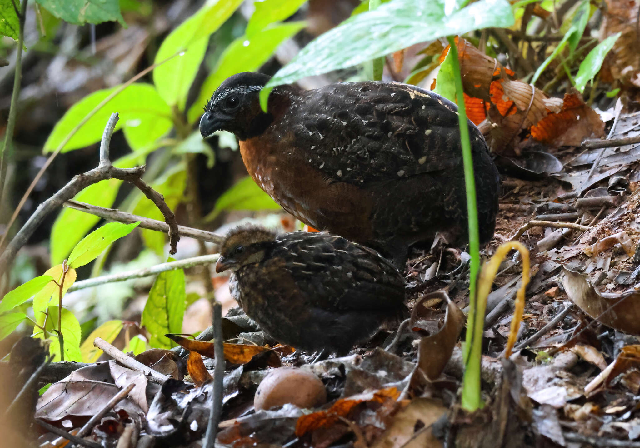 Image of Rufous-breasted Wood Quail