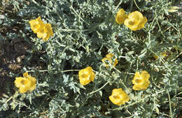 Image of Yellow Horned Poppy