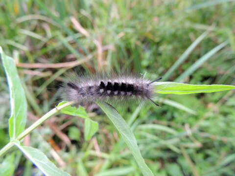 Image of Larch Tussock Moth