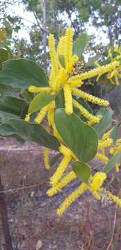 Image of Acacia dimidiata Benth.