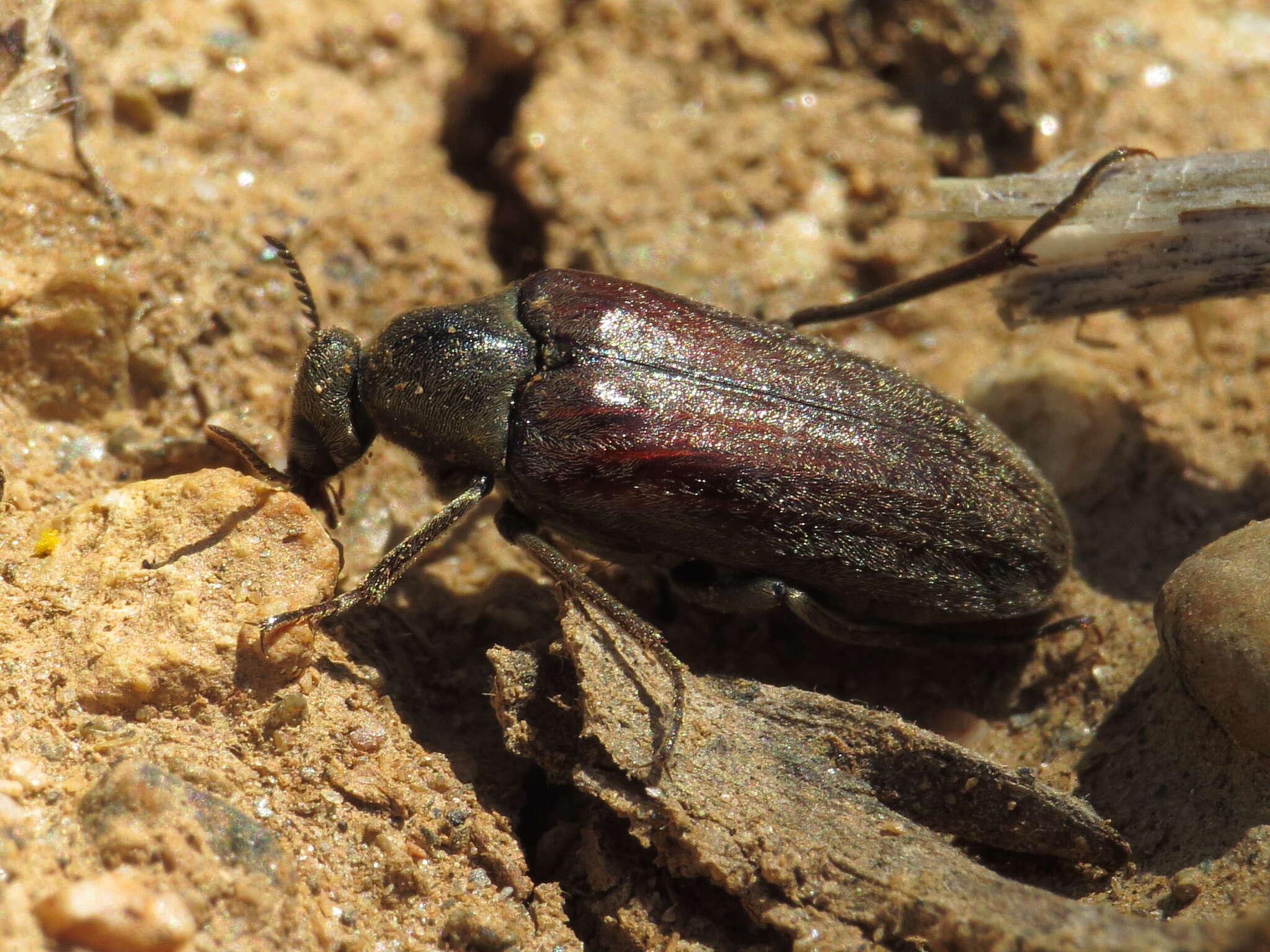 Image of Ptilophorus dufouri