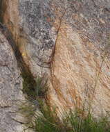 Image of Bobartia paniculata G. J. Lewis