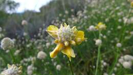 Image of Genista umbellata (L'Her.) Poir.