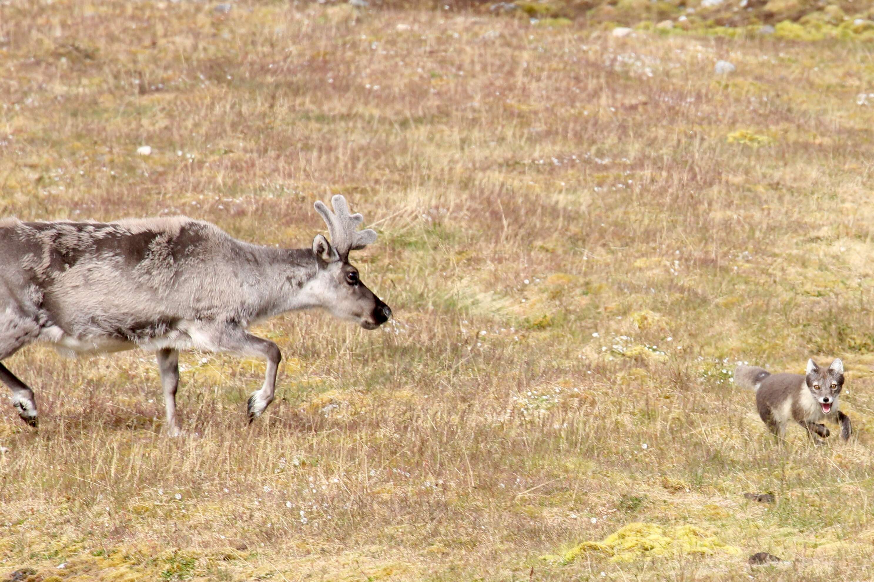 Image of Svalbard reindeer