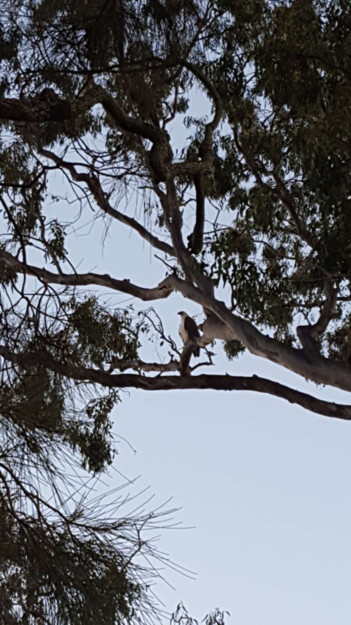 Image of White-bellied Sea Eagle