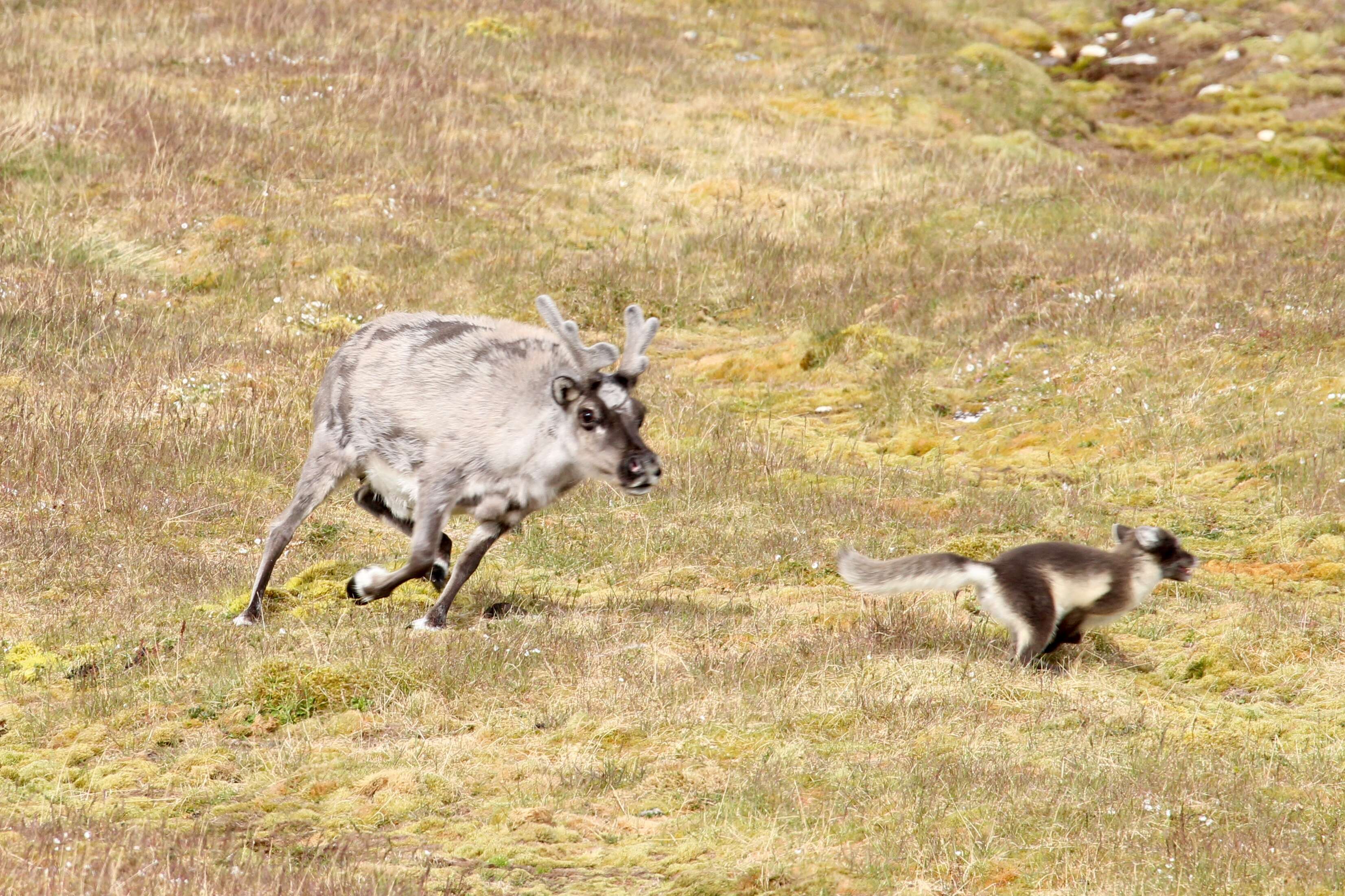 Image of Svalbard reindeer