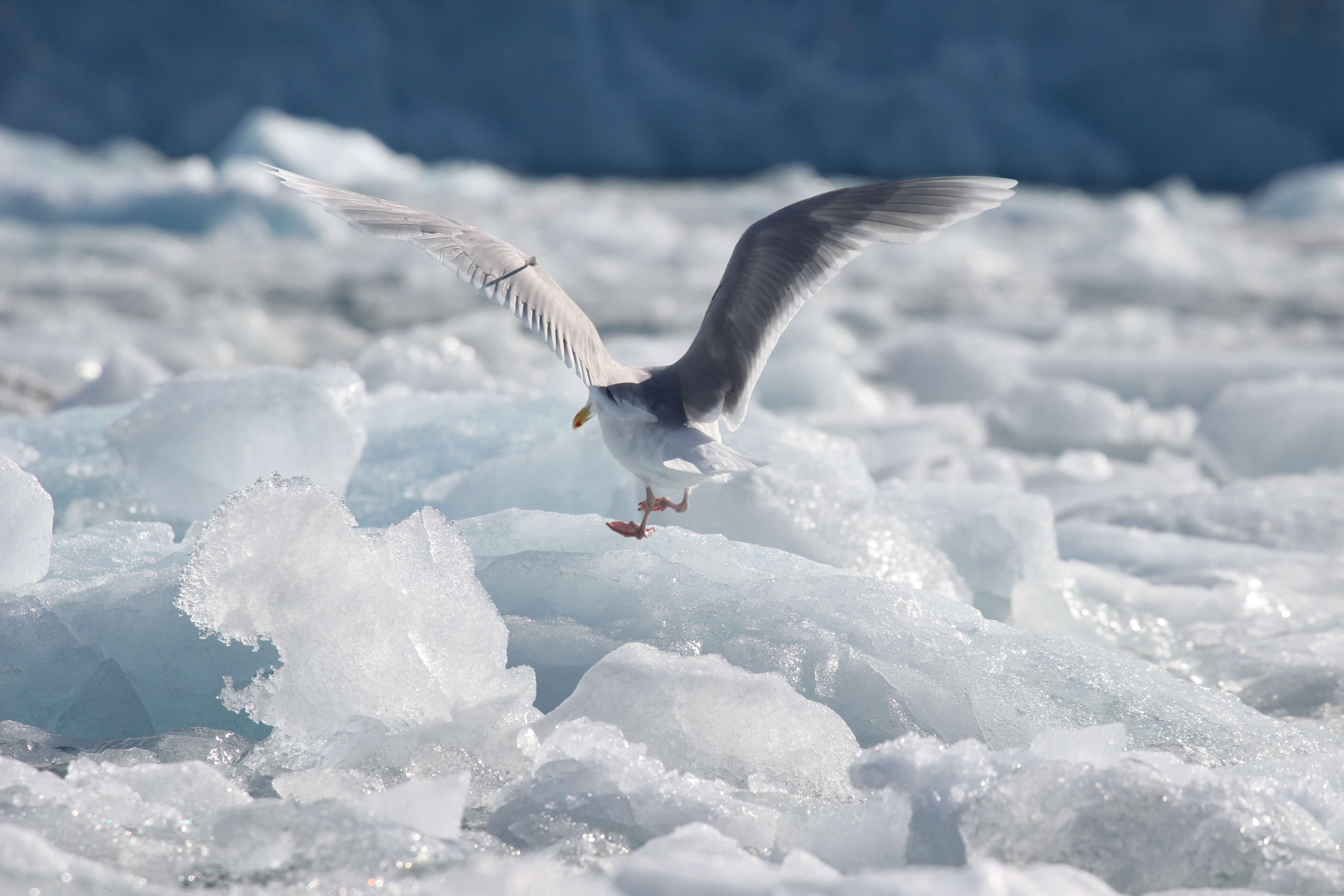 Image of Iceland Gull