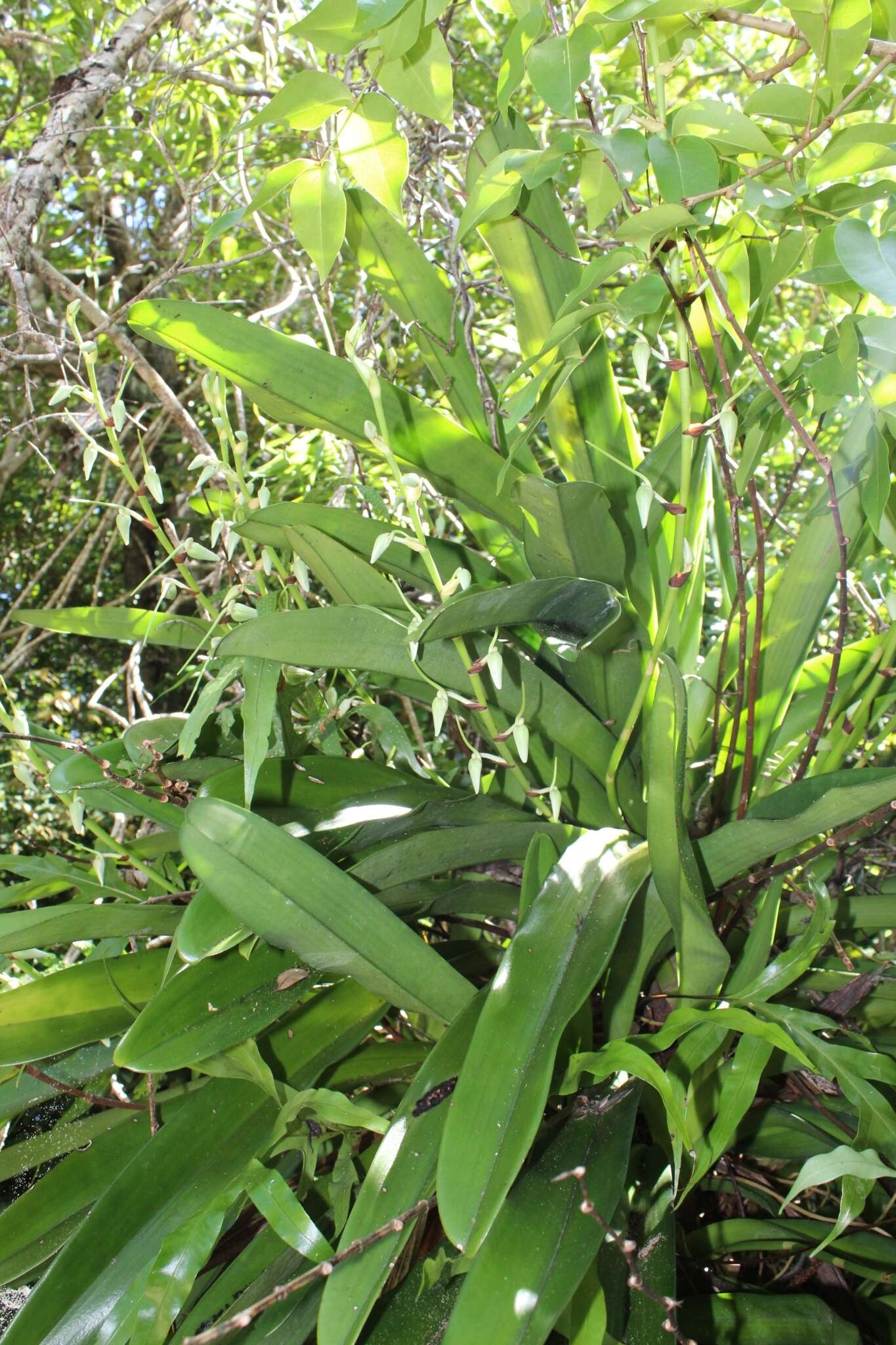 Image of Angraecum eburneum subsp. superbum (Thouars) H. Perrier