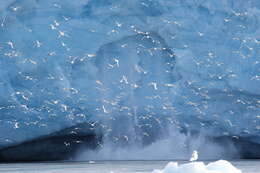 Image of Glaucous Gull