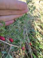 Image of cranberry gourd