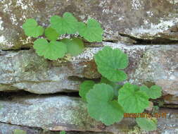 Image of littleleaf alumroot