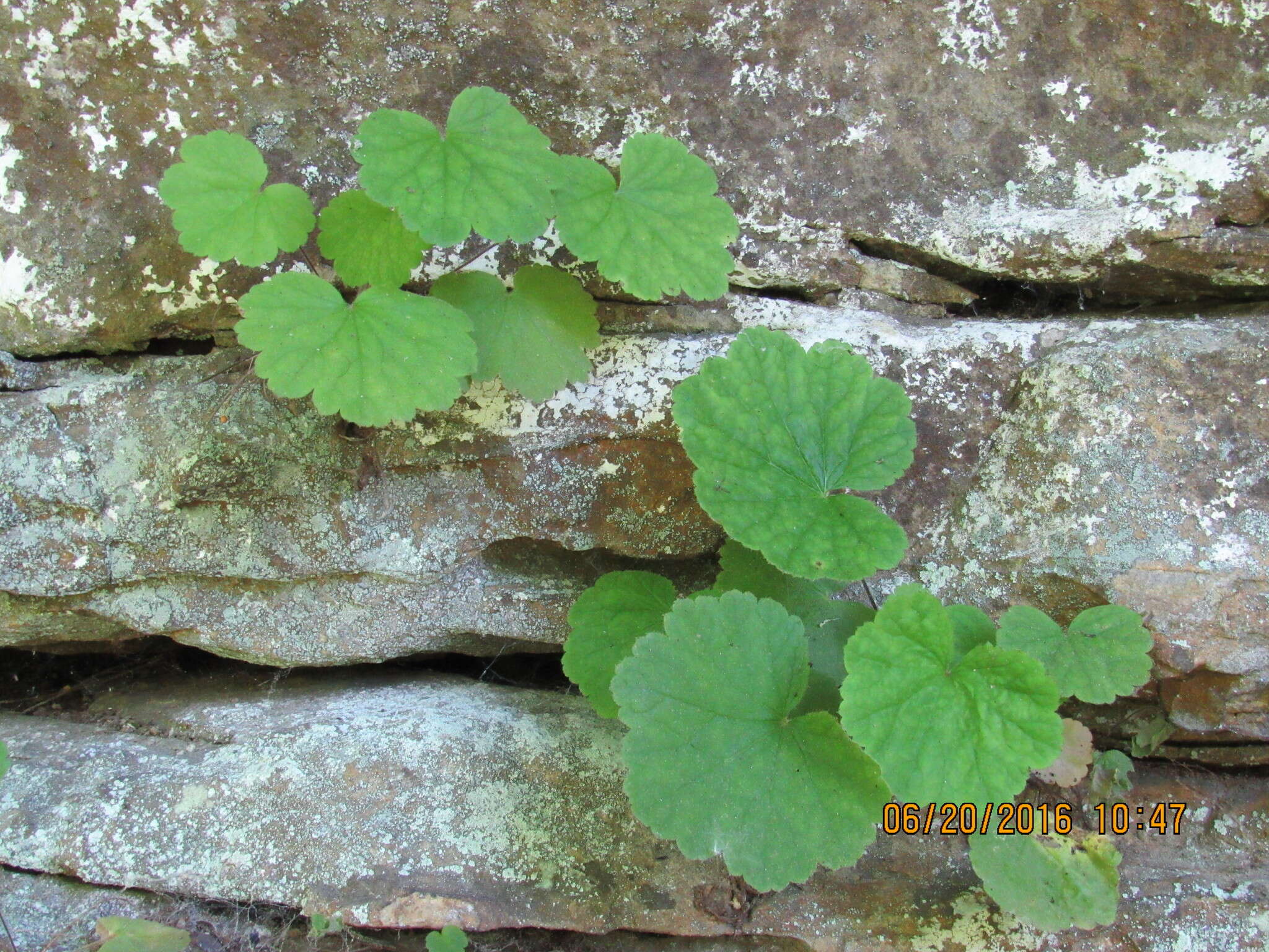 Image of littleleaf alumroot