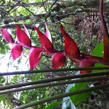 Image of Heliconia bourgaeana Petersen