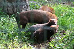 Image of bush dog