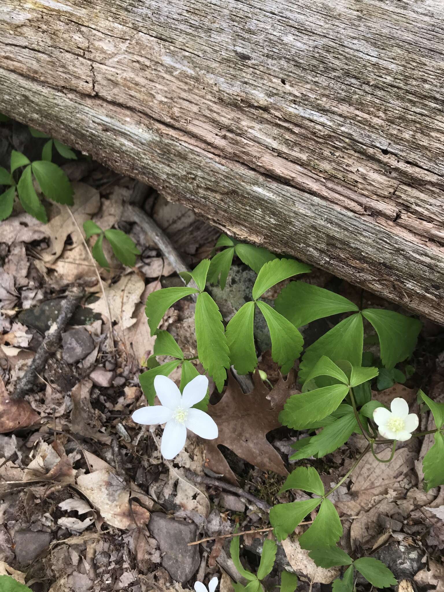 Слика од Anemone lancifolia Pursh