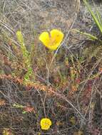 Image of Weed's mariposa lily