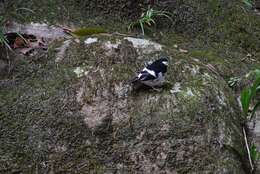 Image of Little Forktail