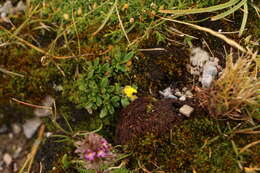 Imagem de Helianthemum alpestre (Jacq.) DC.