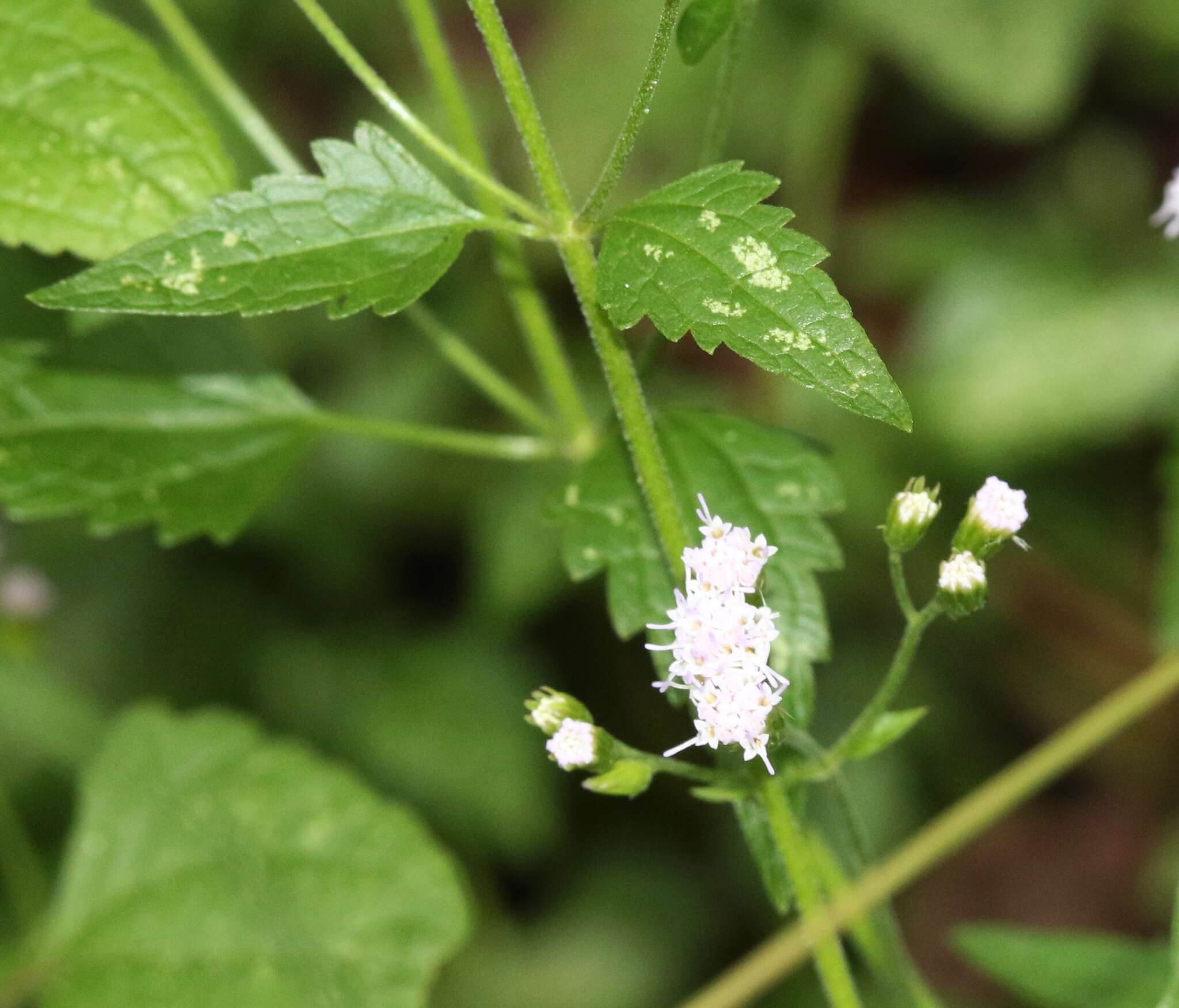 Imagem de Ageratina altissima var. angustata (A. Gray) Clewell & Woot.