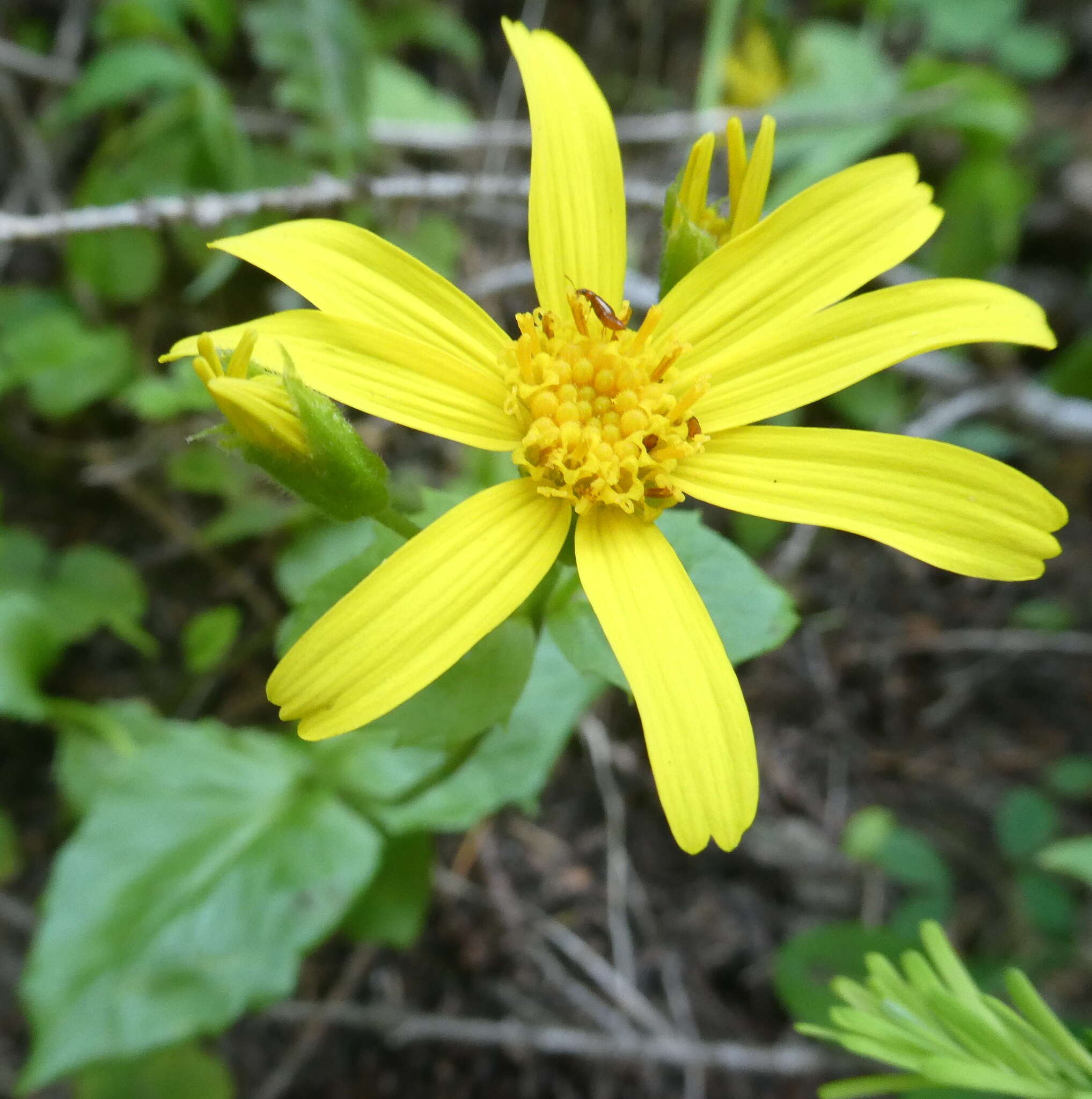 Слика од Arnica latifolia Bongard