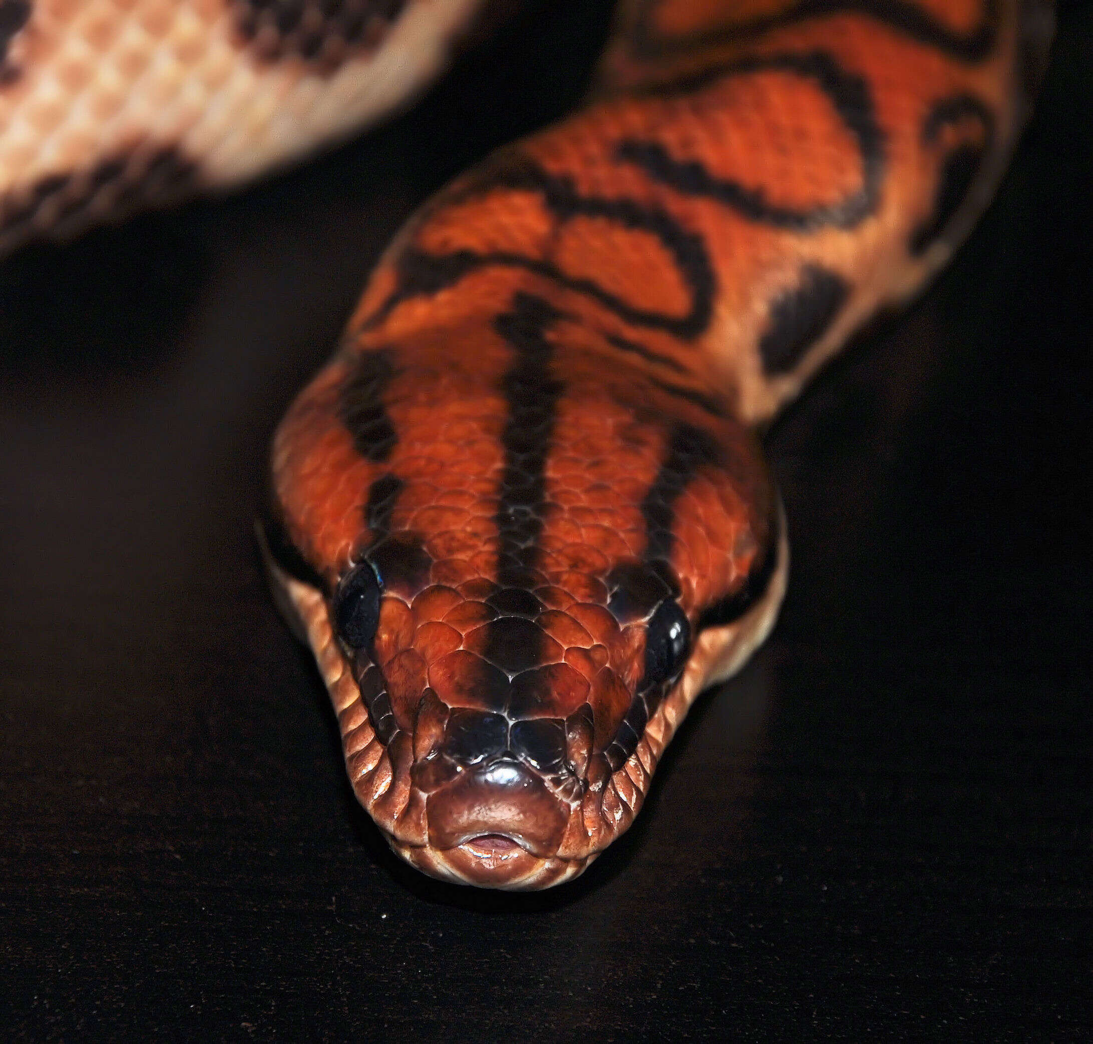 Image of Rainbow Boa