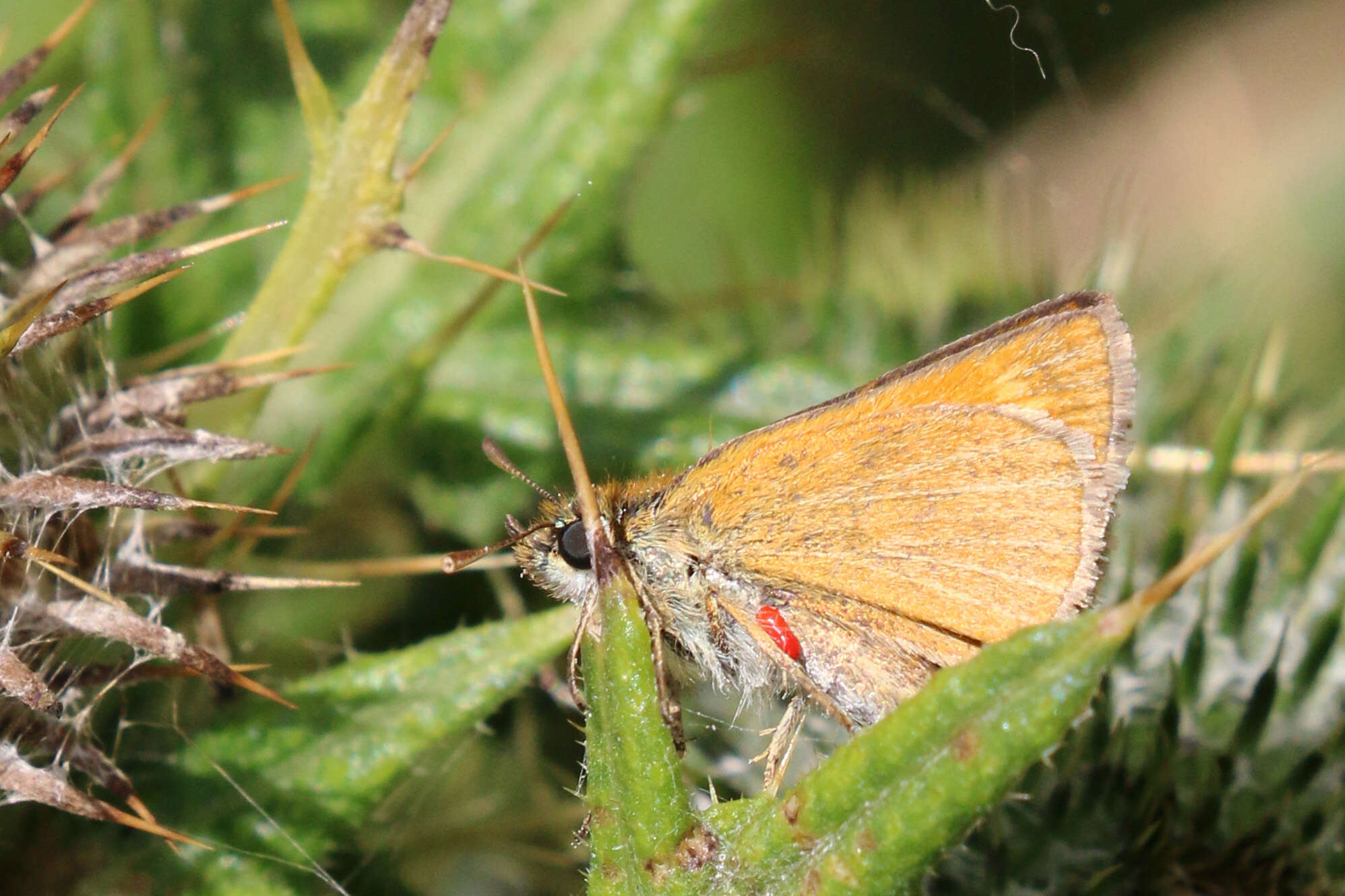 Image of lulworth skipper