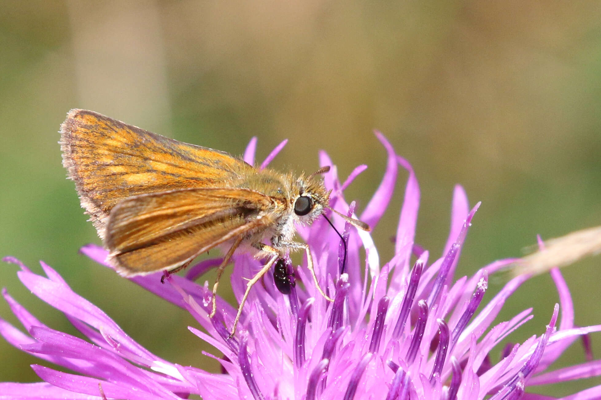 Image of lulworth skipper