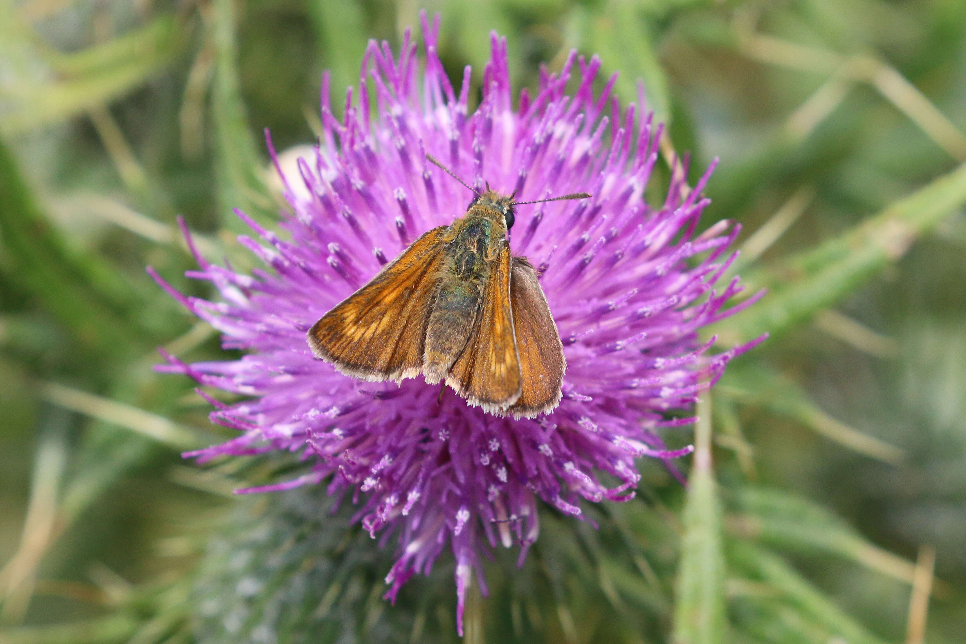 Image of lulworth skipper