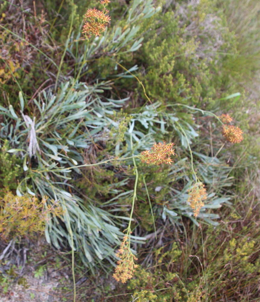 Image of Stirlingia latifolia (R. Br.) Steudel