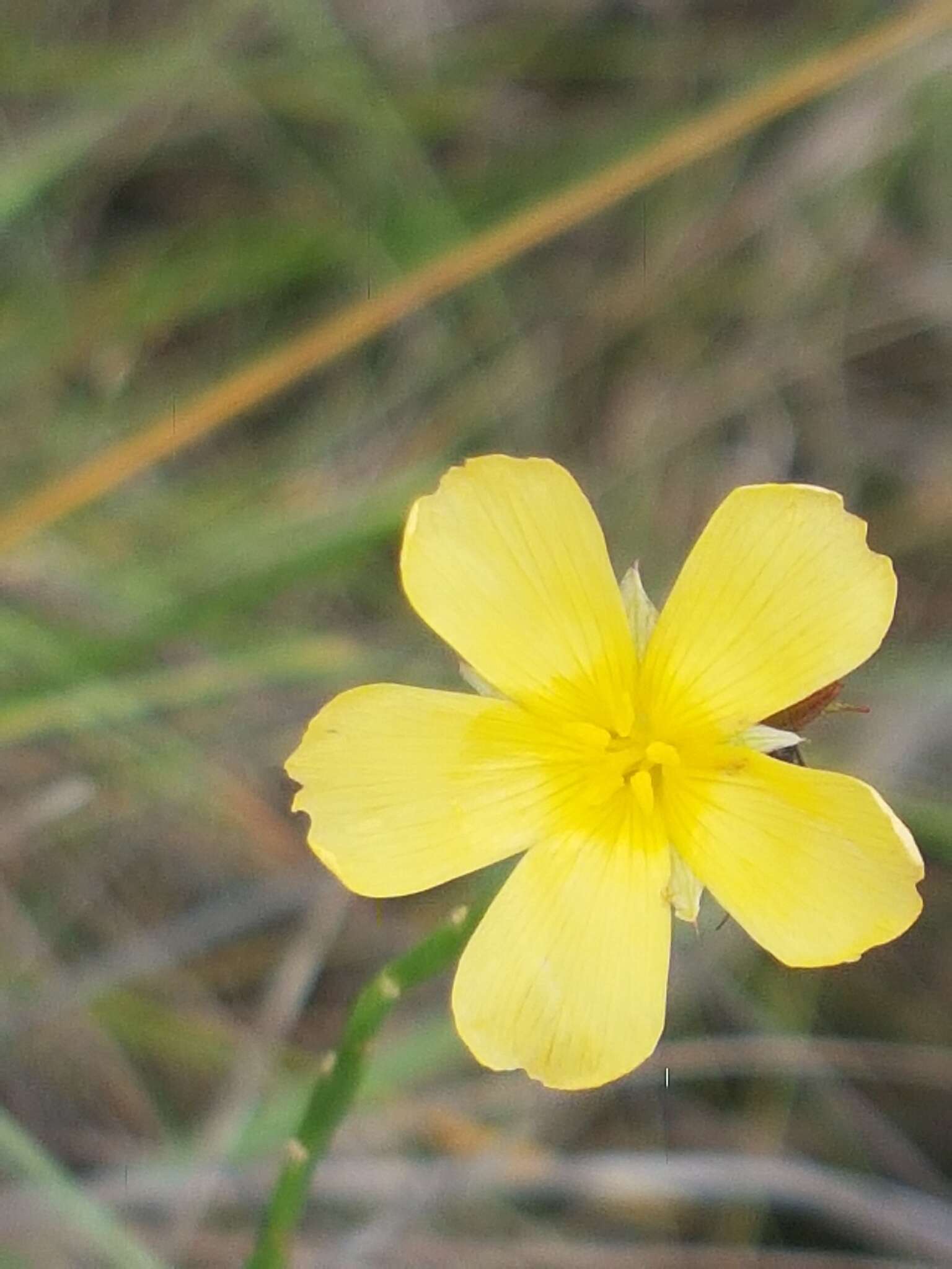 Image of Turnera guianensis Aubl.