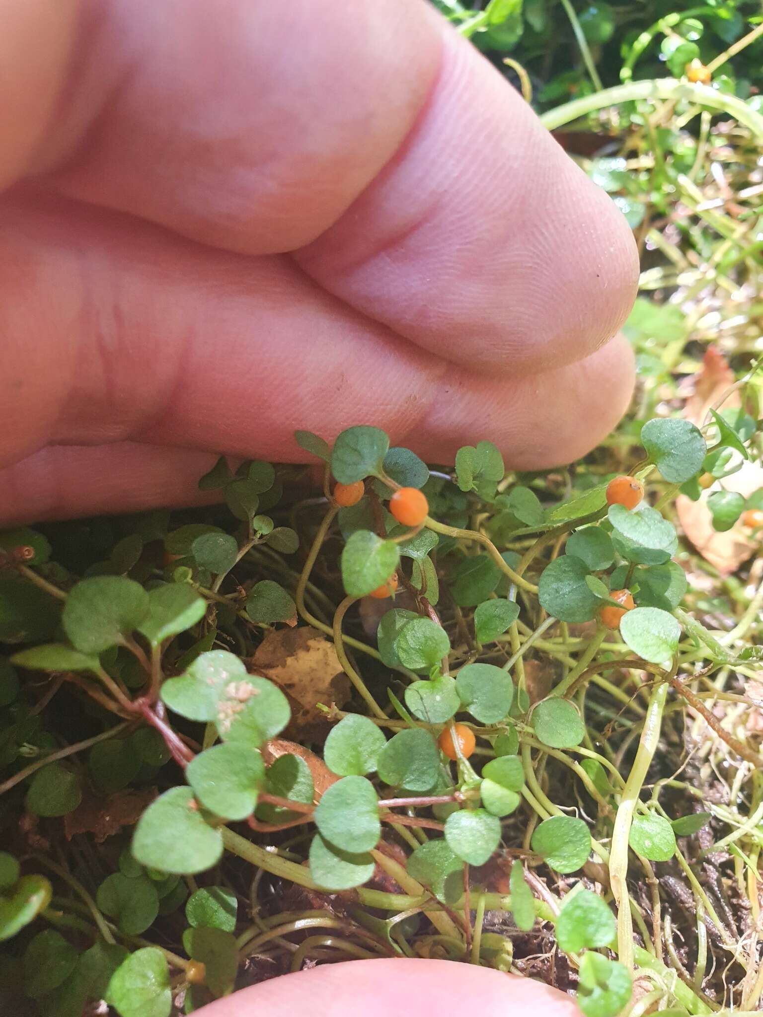 Image of Nertera scapanioides Lange