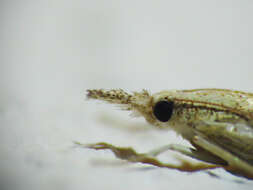 Image of Barred Grass-veneer