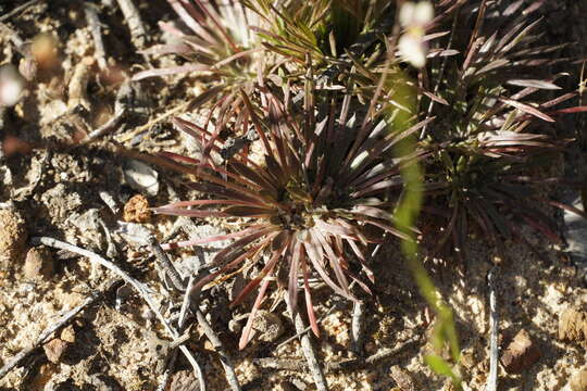 Stylidium caespitosum R. Br. resmi