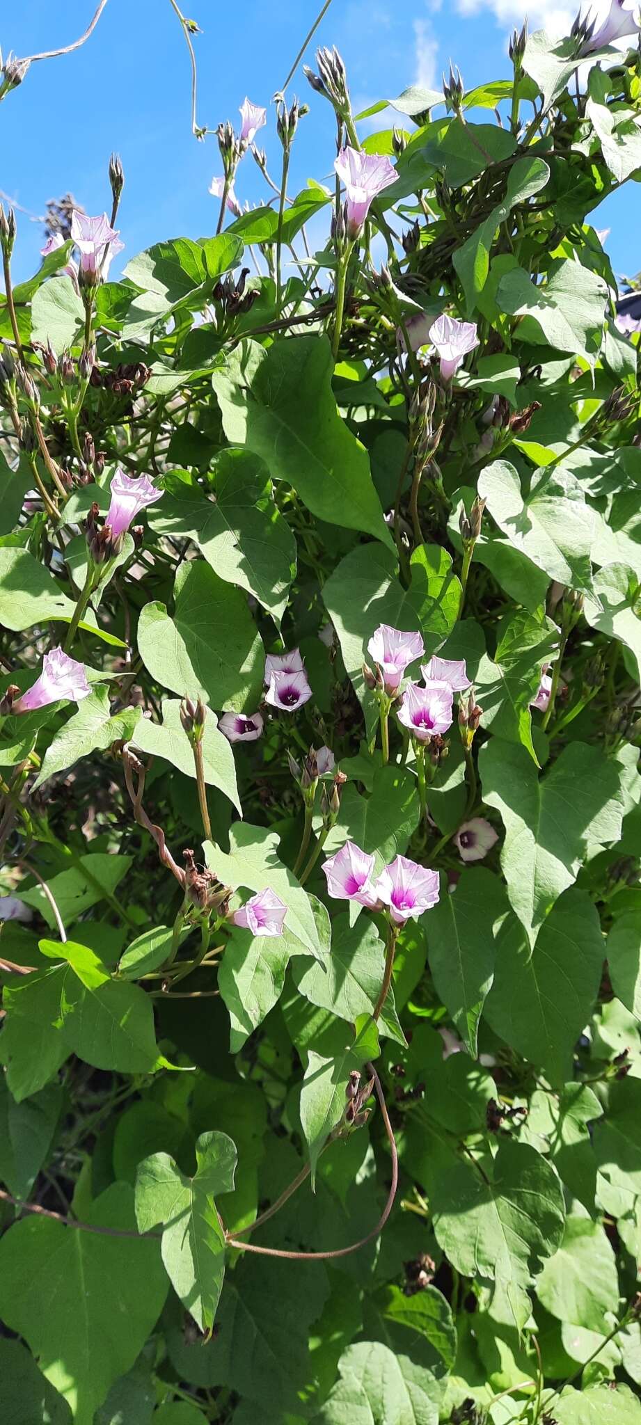 Image of Ipomoea grandifolia (Damm.) O'Donell