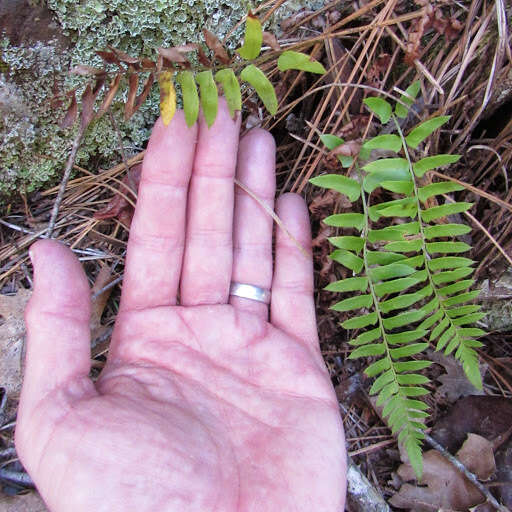 Image of narrowleaf swordfern