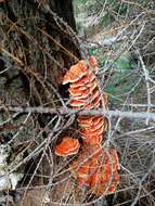 Image of Laetiporus montanus Černý ex Tomšovský & Jankovský 2009