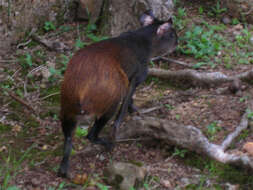 Image of Brazilian Agouti