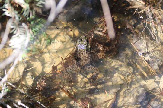 Image of Green Frog