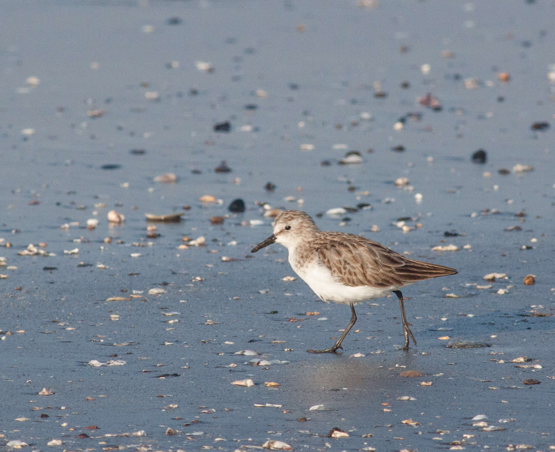 Image of Little Stint