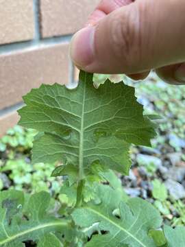 Image of Lactuca formosana Maxim.