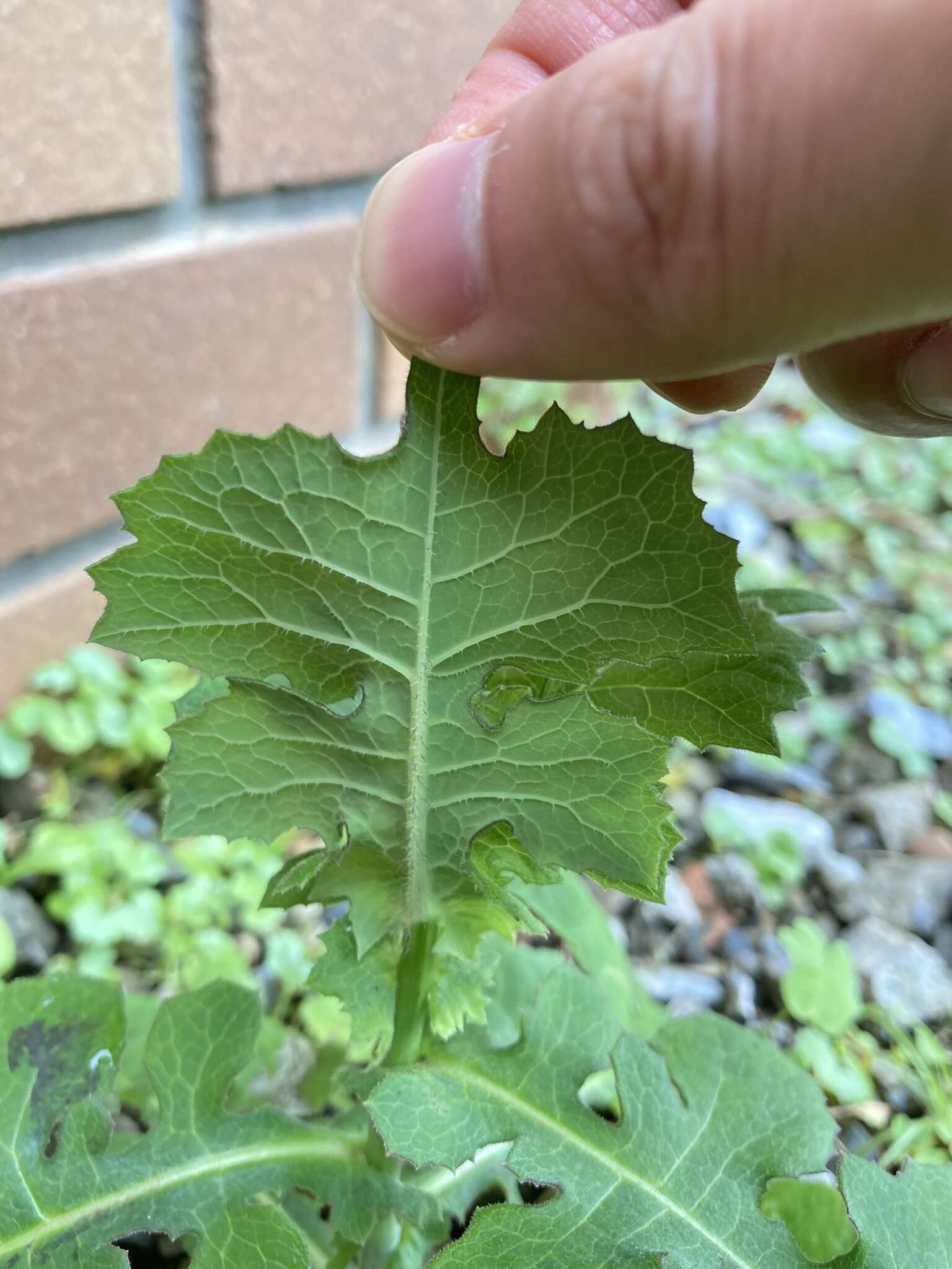 Lactuca formosana Maxim.的圖片