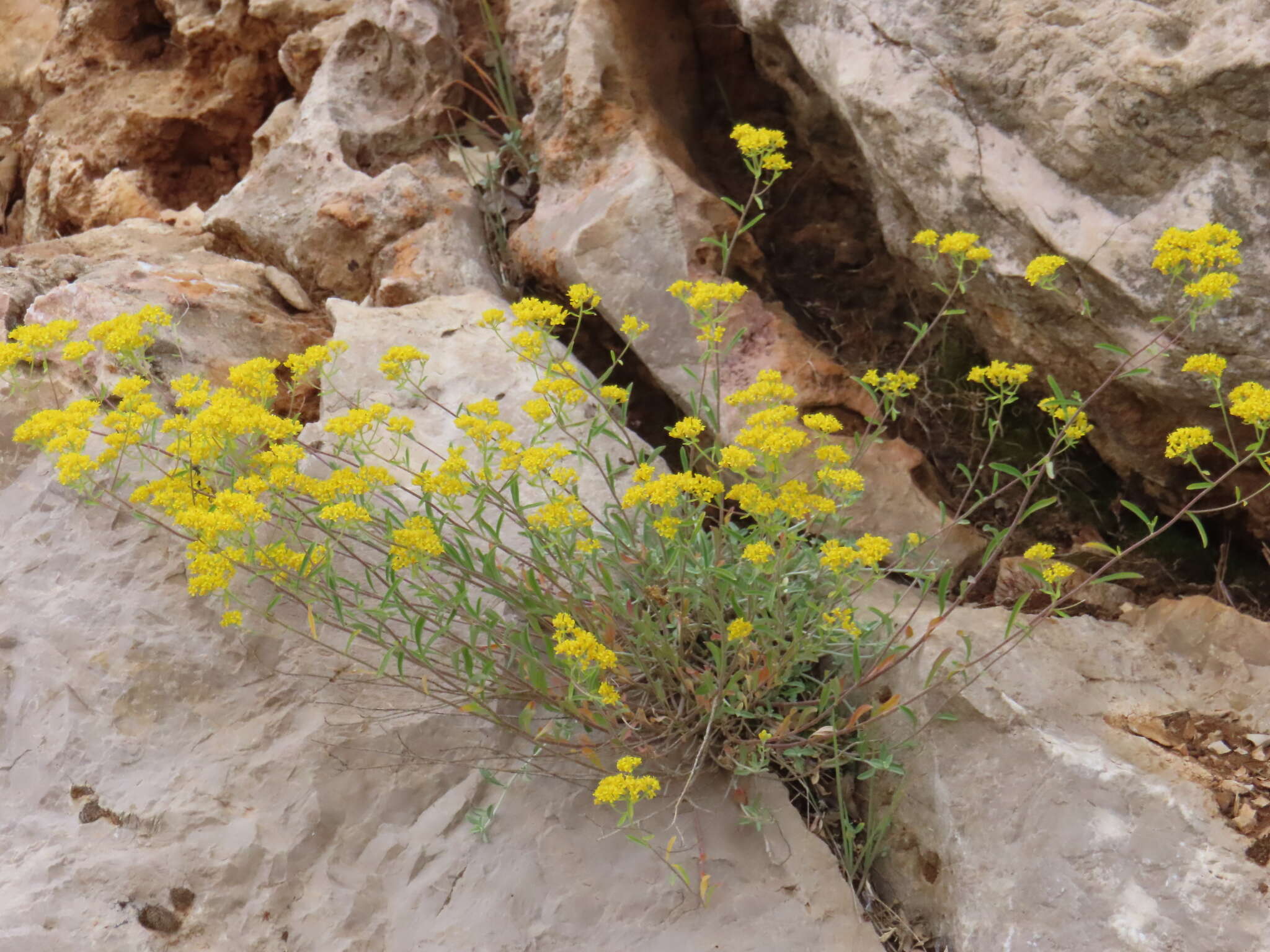 Слика од <i>Odontarrhena muralis</i>