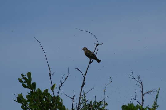 Image of Reichenow's Seedeater