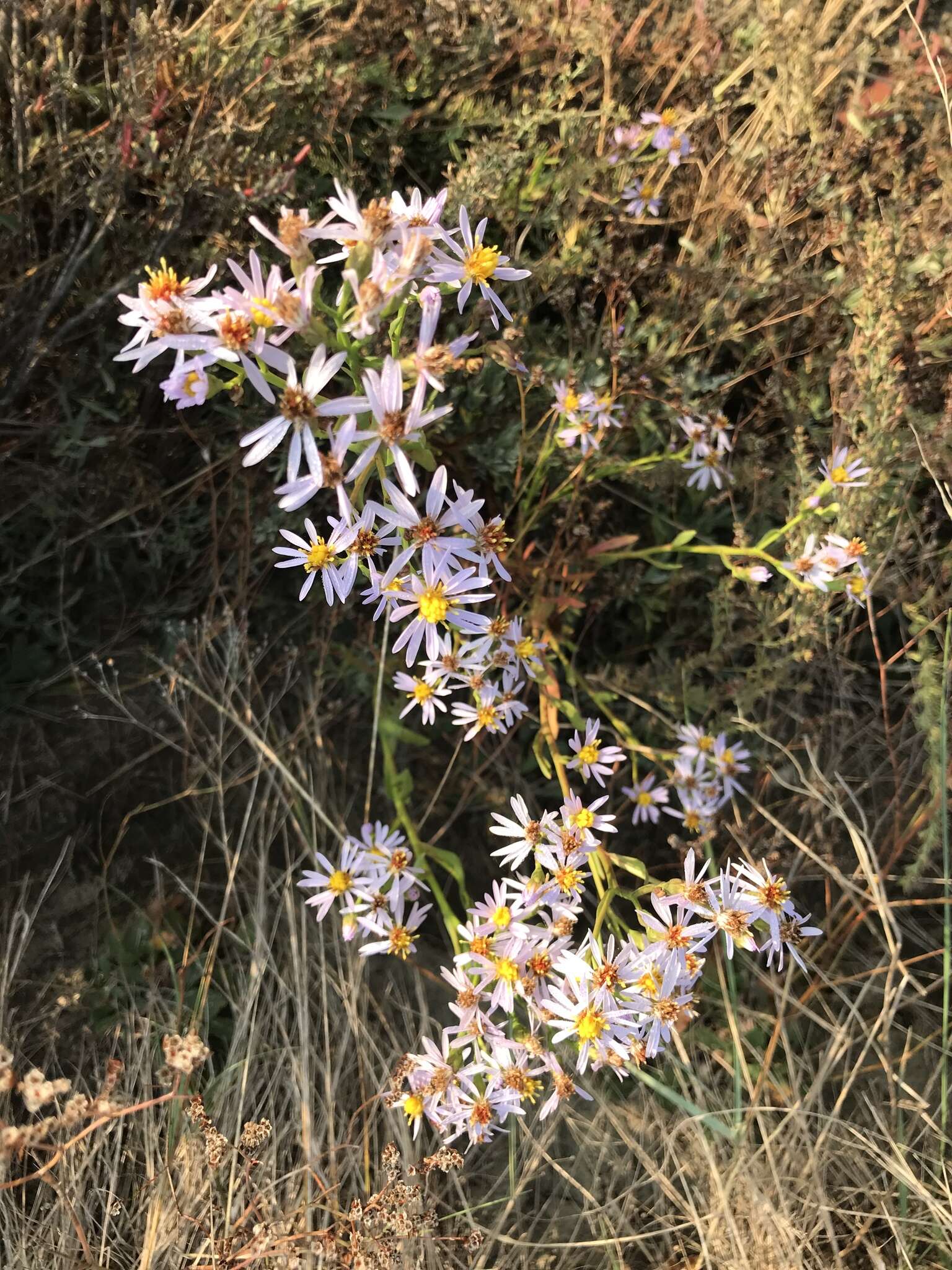 Image of Tripolium pannonicum (Jacq.) Dobrocz.