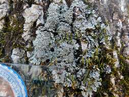 Image of shield lichen