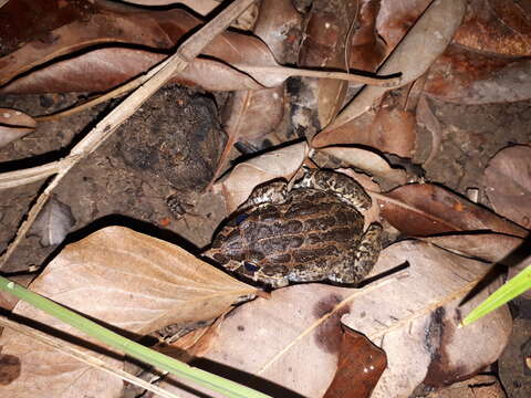 صورة Limnodynastes convexiusculus (Macleay 1878)