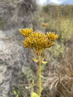 Image of Clasping Yellowtops
